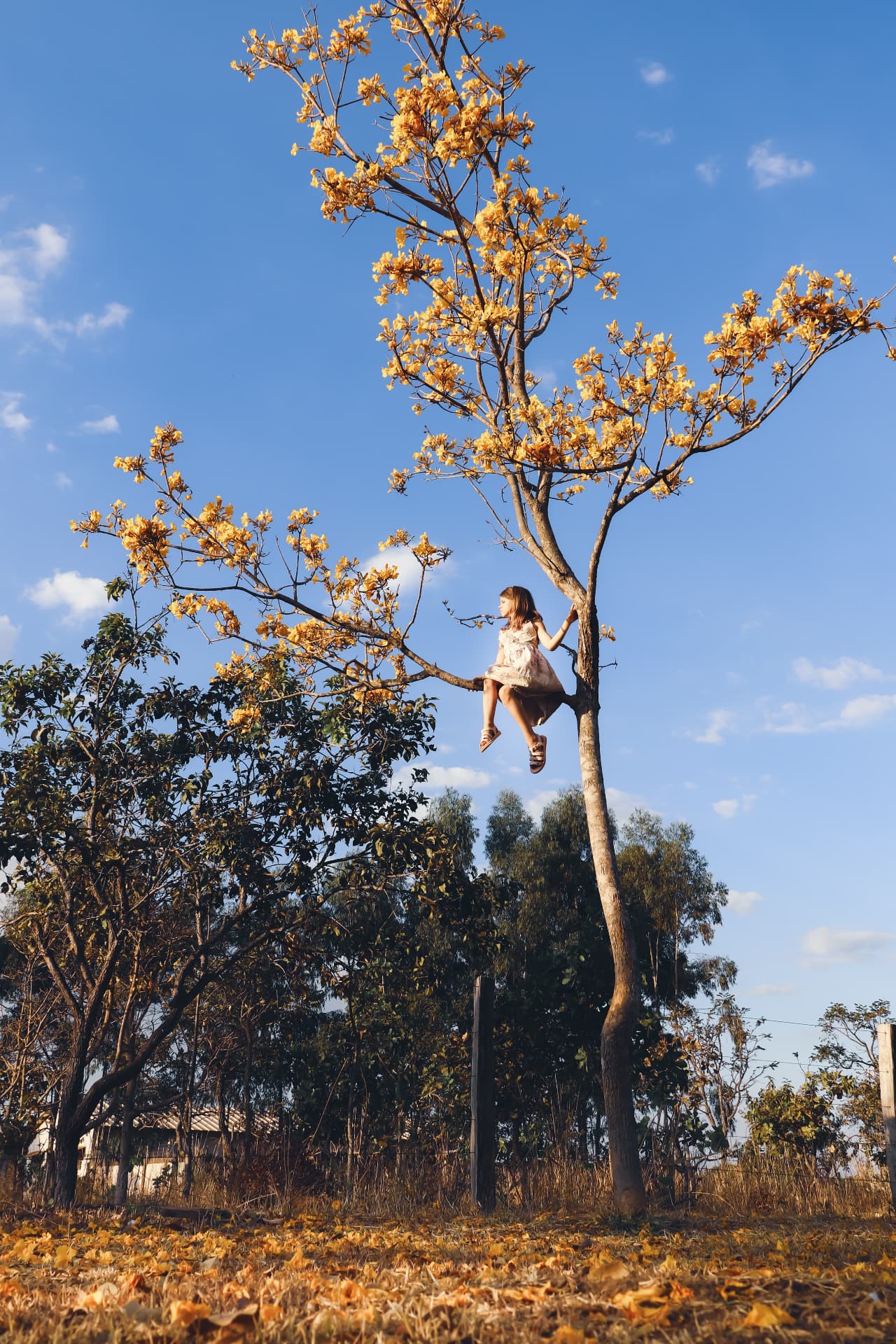 A child sitting high in a blossoming tree against a clear blue sky